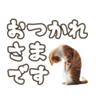 毎日使える日常会話☆デカ文字☆猫☆ネコ（個別スタンプ：8）