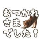 毎日使える日常会話☆デカ文字☆猫☆ネコ（個別スタンプ：9）