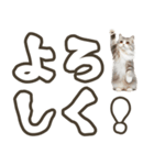 毎日使える日常会話☆デカ文字☆猫☆ネコ（個別スタンプ：10）