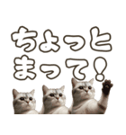 毎日使える日常会話☆デカ文字☆猫☆ネコ（個別スタンプ：12）