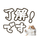 毎日使える日常会話☆デカ文字☆猫☆ネコ（個別スタンプ：13）