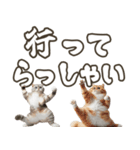 毎日使える日常会話☆デカ文字☆猫☆ネコ（個別スタンプ：14）