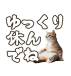 毎日使える日常会話☆デカ文字☆猫☆ネコ（個別スタンプ：15）