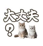 毎日使える日常会話☆デカ文字☆猫☆ネコ（個別スタンプ：16）