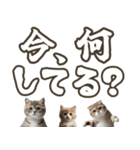 毎日使える日常会話☆デカ文字☆猫☆ネコ（個別スタンプ：18）