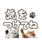 毎日使える日常会話☆デカ文字☆猫☆ネコ（個別スタンプ：19）