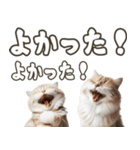 毎日使える日常会話☆デカ文字☆猫☆ネコ（個別スタンプ：24）