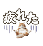 毎日使える日常会話☆デカ文字☆猫☆ネコ（個別スタンプ：27）