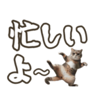 毎日使える日常会話☆デカ文字☆猫☆ネコ（個別スタンプ：28）