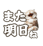 毎日使える日常会話☆デカ文字☆猫☆ネコ（個別スタンプ：30）