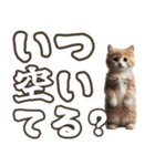 毎日使える☆待ち合わせ＆日常会話☆猫ネコ（個別スタンプ：2）