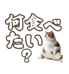 毎日使える☆待ち合わせ＆日常会話☆猫ネコ（個別スタンプ：3）