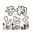 毎日使える☆待ち合わせ＆日常会話☆猫ネコ（個別スタンプ：4）