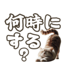 毎日使える☆待ち合わせ＆日常会話☆猫ネコ（個別スタンプ：5）