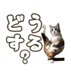 毎日使える☆待ち合わせ＆日常会話☆猫ネコ（個別スタンプ：6）