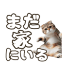 毎日使える☆待ち合わせ＆日常会話☆猫ネコ（個別スタンプ：7）