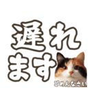 毎日使える☆待ち合わせ＆日常会話☆猫ネコ（個別スタンプ：16）