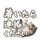 毎日使える☆待ち合わせ＆日常会話☆猫ネコ（個別スタンプ：27）