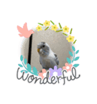 こいずみ家のインコたち（個別スタンプ：4）