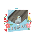 こいずみ家のインコたち（個別スタンプ：6）