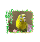 こいずみ家のインコたち（個別スタンプ：11）