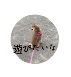 犬日常的に使えるスタンプ 光海2（個別スタンプ：5）