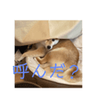 犬日常的に使えるスタンプ 光海2（個別スタンプ：7）