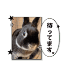 Minchopilan 6（個別スタンプ：2）