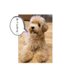 Minchopilan 6（個別スタンプ：3）