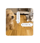 Minchopilan 6（個別スタンプ：6）