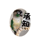Minchopilan 6（個別スタンプ：12）