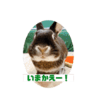 Minchopilan 6（個別スタンプ：22）