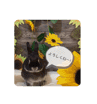 Minchopilan 6（個別スタンプ：25）