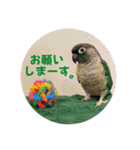 Minchopilan 6（個別スタンプ：27）