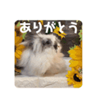 Minchopilan 6（個別スタンプ：29）