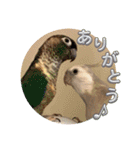 Minchopilan 6（個別スタンプ：31）