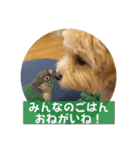 Minchopilan 6（個別スタンプ：35）