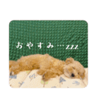 Minchopilan 6（個別スタンプ：37）