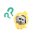 いやしのにゃんこⅢ（個別スタンプ：2）