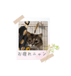 いやしのにゃんこⅢ（個別スタンプ：4）