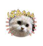 いやしのにゃんこⅢ（個別スタンプ：6）