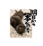 いやしのにゃんこⅢ（個別スタンプ：9）