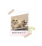 いやしのにゃんこⅢ（個別スタンプ：10）