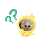 いやしのにゃんこⅢ（個別スタンプ：11）
