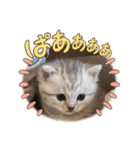 いやしのにゃんこⅢ（個別スタンプ：14）