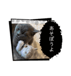 いやしのにゃんこⅢ（個別スタンプ：15）