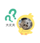 いやしのにゃんこⅢ（個別スタンプ：19）