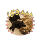 いやしのにゃんこⅢ（個別スタンプ：20）