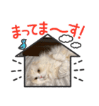 いやしのにゃんこⅢ（個別スタンプ：22）