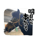 MKホースパーク公式 第三弾（個別スタンプ：1）